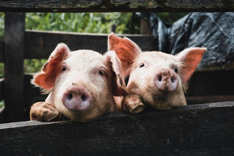pig