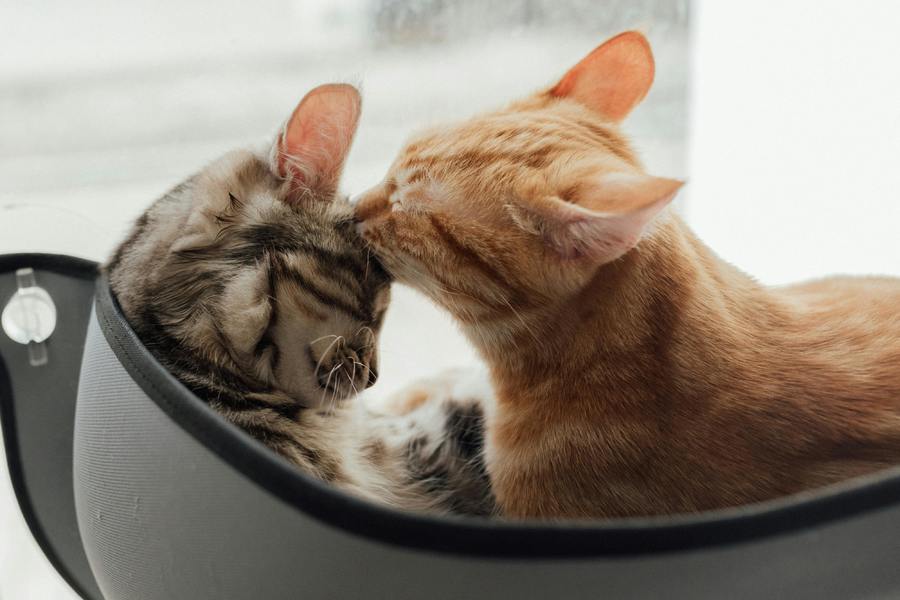 cats
